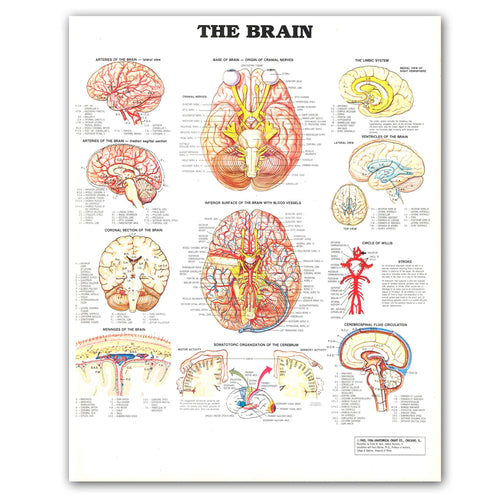 The Brain Anatomy Poster