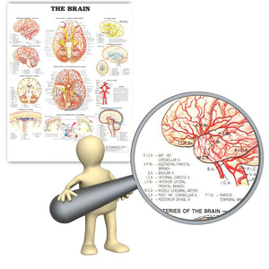 The Brain Anatomy Poster