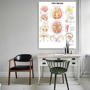 The Brain Anatomy Poster
