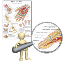 Load image into Gallery viewer, Hand Wrist Anatomy and Pathology Poster