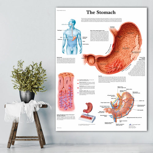 The Digestive System Chart Poster