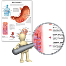 Load image into Gallery viewer, The Digestive System Chart Poster