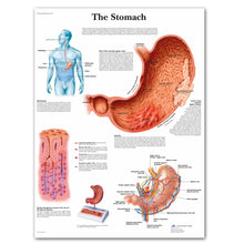 Load image into Gallery viewer, The Digestive System Chart Poster