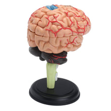 Load image into Gallery viewer, 4D Disassembled Anatomical Human Brain Model