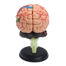 Load image into Gallery viewer, 4D Disassembled Anatomical Human Brain Model