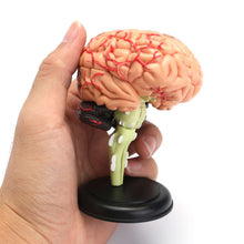 Load image into Gallery viewer, 4D Disassembled Anatomical Human Brain Model