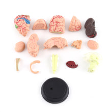 Load image into Gallery viewer, 4D Disassembled Anatomical Human Brain Model