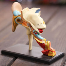 Load image into Gallery viewer, 4D Human Ear Anatomy Model