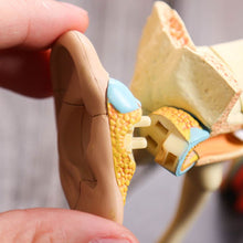 Load image into Gallery viewer, 4D Human Ear Anatomy Model