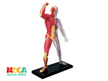 Load image into Gallery viewer, 4D Assembled Human Muscle Anatomy master puzzle