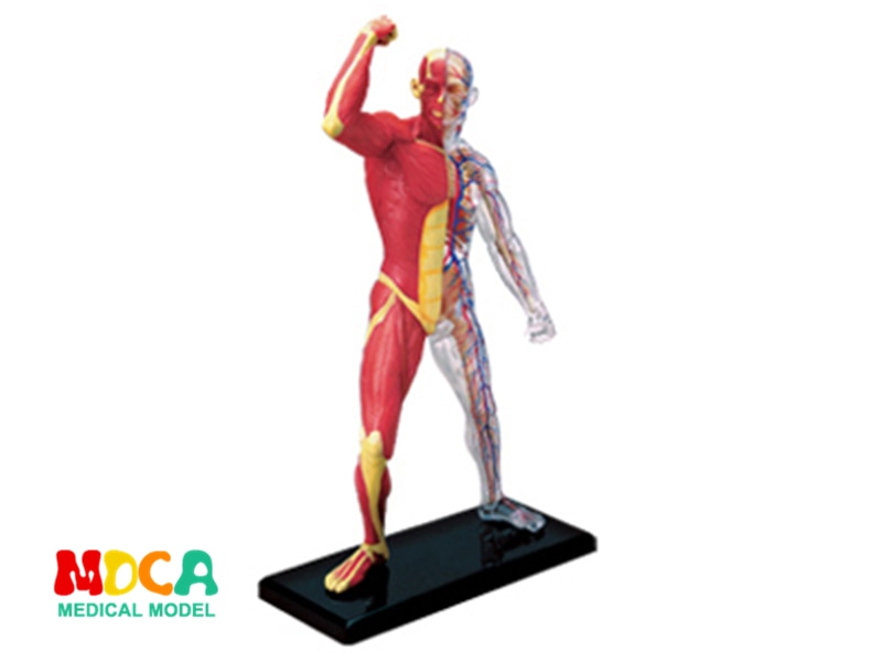 4D Assembled Human Muscle Anatomy master puzzle