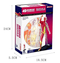 Load image into Gallery viewer, 4D Assembled Human Muscle Anatomy master puzzle