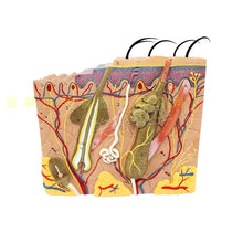 Load image into Gallery viewer, 3D skin model anatomical structure