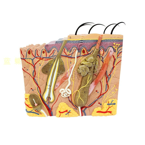 3D skin model anatomical structure