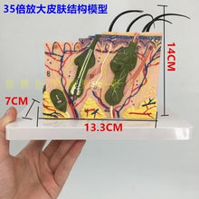 Load image into Gallery viewer, 3D skin model anatomical structure