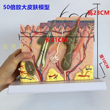 Load image into Gallery viewer, 3D skin model anatomical structure