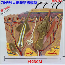 Load image into Gallery viewer, 3D skin model anatomical structure