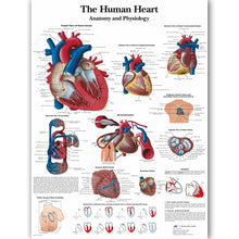 Load image into Gallery viewer, Human Heart Anatomy and Physiology Poster