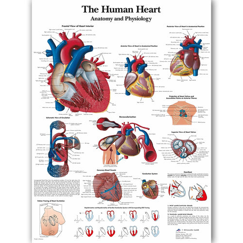 Human Heart Anatomy and Physiology Poster