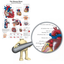 Load image into Gallery viewer, Human Heart Anatomy and Physiology Poster