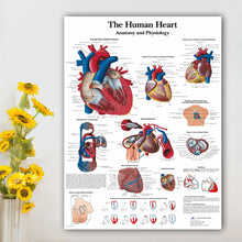 Load image into Gallery viewer, Human Heart Anatomy and Physiology Poster
