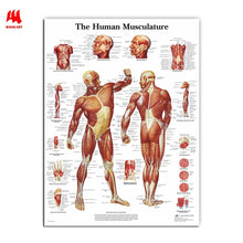 Load image into Gallery viewer, The Human Musculature Anatomy Poster