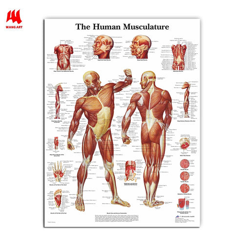 The Human Musculature Anatomy Poster