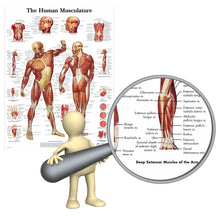 Load image into Gallery viewer, The Human Musculature Anatomy Poster