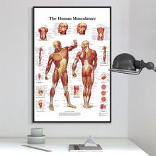 Load image into Gallery viewer, The Human Musculature Anatomy Poster