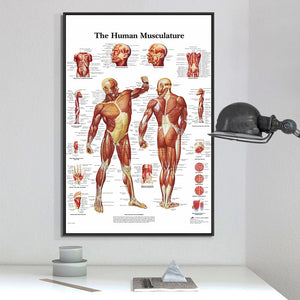 The Human Musculature Anatomy Poster