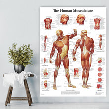 Load image into Gallery viewer, The Human Musculature Anatomy Poster