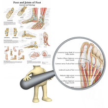 Load image into Gallery viewer, Foot and Joint Anatomy and Pathology Poster