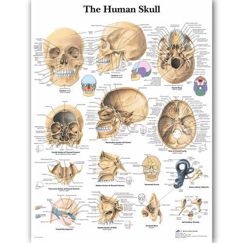 Human Skull Anatomy  Poster