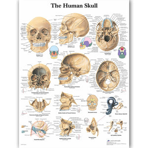 Human Skull Anatomy  Poster