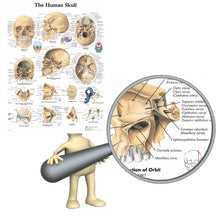 Load image into Gallery viewer, Human Skull Anatomy  Poster
