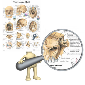 Human Skull Anatomy  Poster
