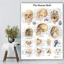 Load image into Gallery viewer, Human Skull Anatomy  Poster