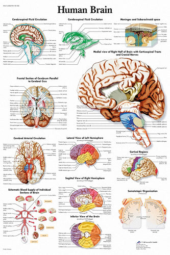 Detailed Human Brain Anatomy Poster