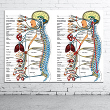 Load image into Gallery viewer, Vegetative Nervous System Poster