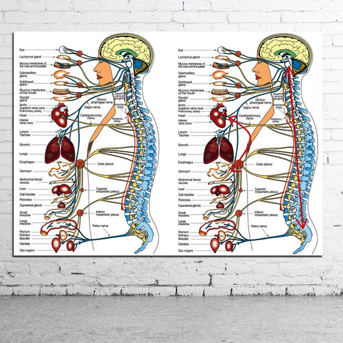 Vegetative Nervous System Poster