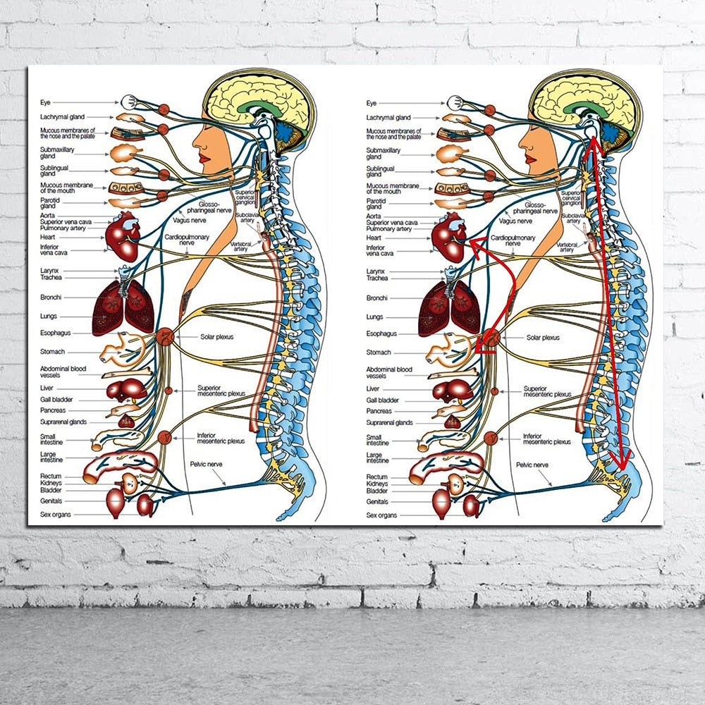 Vegetative Nervous System Poster