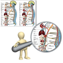 Load image into Gallery viewer, Vegetative Nervous System Poster