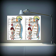 Load image into Gallery viewer, Vegetative Nervous System Poster