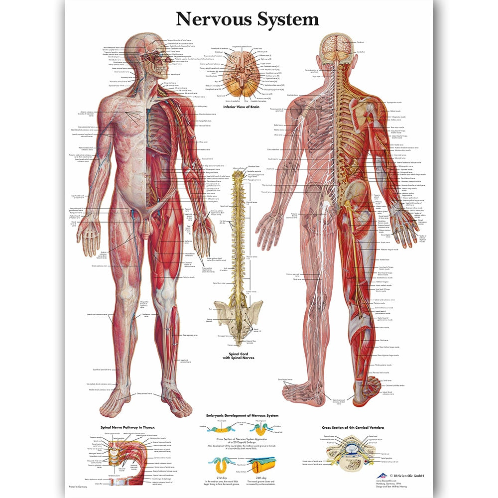 Nervous System Anatomy Poster