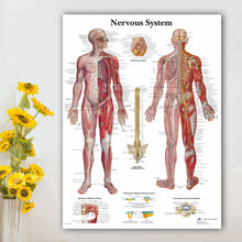 Load image into Gallery viewer, Nervous System Anatomy Poster