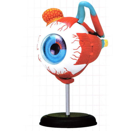 4D Anatomical Human Eyes Model