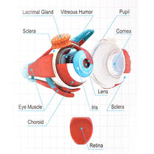 Load image into Gallery viewer, 4D Anatomical Human Eyes Model