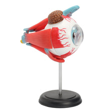 Load image into Gallery viewer, 4D Anatomical Human Eyes Model