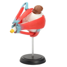 Load image into Gallery viewer, 4D Anatomical Human Eyes Model