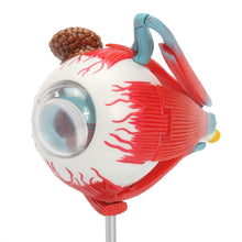 Load image into Gallery viewer, 4D Anatomical Human Eyes Model